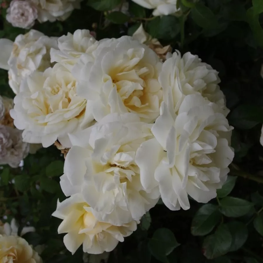 Biały - Róża - Crème de la crème - róże sklep internetowy