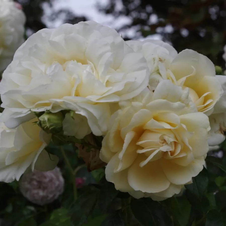 Climber, róża pnąca - Róża - Crème de la crème - sadzonki róż sklep internetowy - online