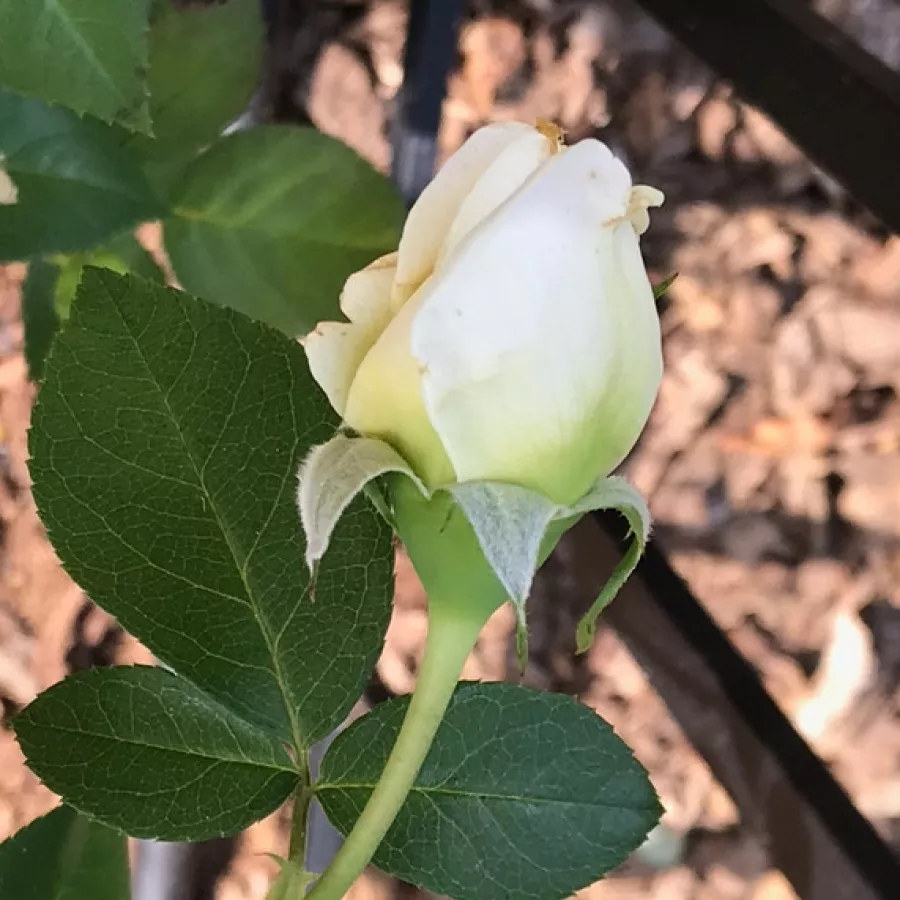 Róża o intensywnym zapachu - Róża - Crème de la crème - róże sklep internetowy