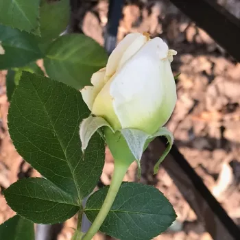 Rosa Crème de la crème - fehér - climber, futó rózsa