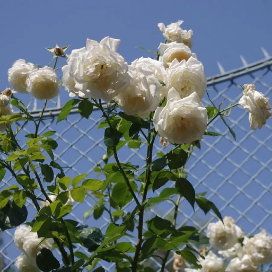 Telt virágú - Rózsa - Crème de la crème - online rózsa vásárlás