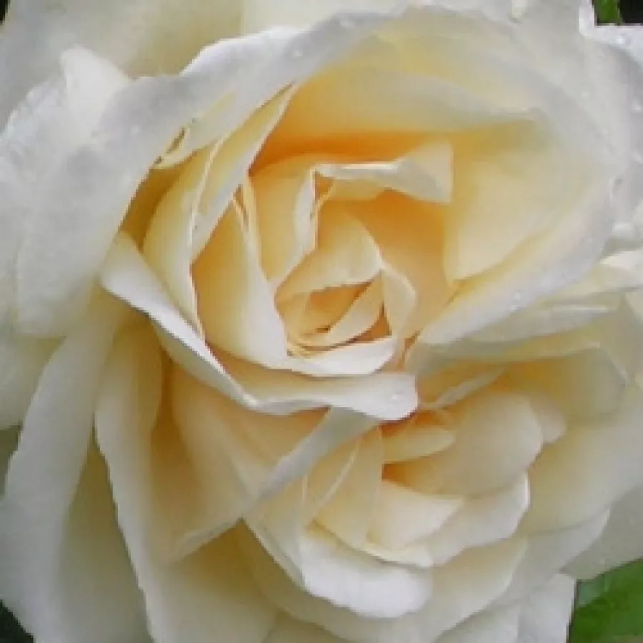 Douglas L. Gandy - Róża - Crème de la crème - sadzonki róż sklep internetowy - online