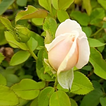 BARMACREME – aprikosenrosa Teehybride Rose - Barth
