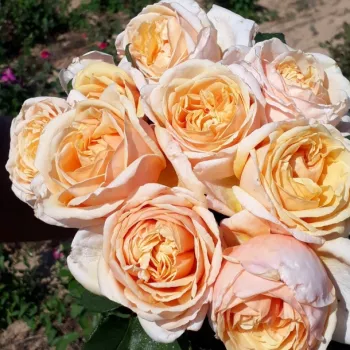 Gekennzeichnet durch feine Übergänge von pastelligem Cremeton zu zartem Pfirsichrosa, sanft nuanciert mit warmen Tönen. - teehybride rose - kräftig duftende, nicht aufdringliche rose - klassisch, englisch-rosencharakter