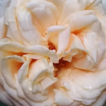 Rosen Online Gärtnerei - pfirsich-rosa - kräftig duftende, nicht aufdringliche rose - Barmacreme - teehybride rose - (80-110 cm)