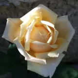 Amarillo - rosales híbridos de té - rosa de fragancia discreta - té - Rosa Barmacreme - comprar rosales online