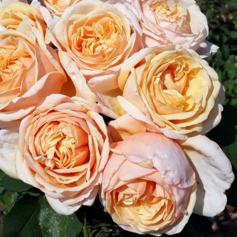Vrtnice čajevke - Roza - Barmacreme - vrtnice online