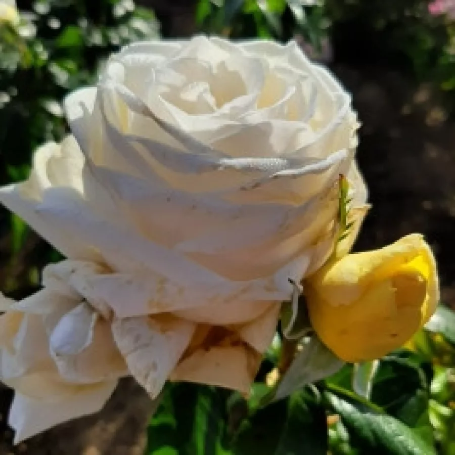 Filiżankowy - Róża - Barmacreme - sadzonki róż sklep internetowy - online