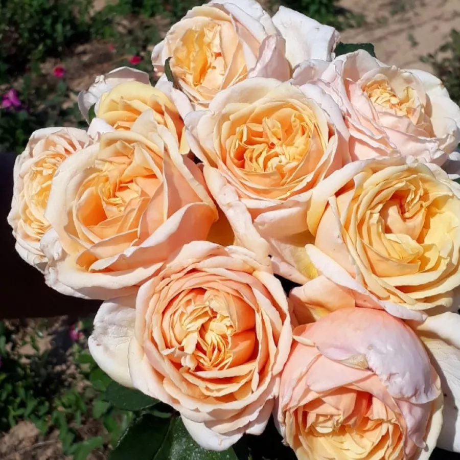 VRTNICE ČAJEVKE - Roza - Barmacreme - vrtnice - proizvodnja in spletna prodaja sadik