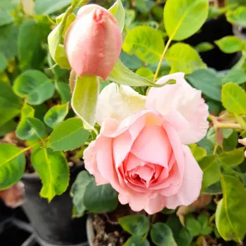 VILLE DE FONTENAY-AUX-ROSES – aprikosenrosa Teehybride-Rose - Orard