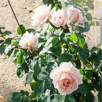 Auf pastellrosa Grund zieht sich ein feiner, pfirsichfarbener Schimmer entlang. Die Blütenblattkanten sind etwas heller, während die Blütenbasen wärmere Töne aufweisen. - teehybride rose - leicht, dezent duftende rose - fein, frisch, fruchtig