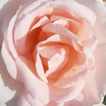 Der rosen-webshop. - pfirsich-rosa - leicht, dezent duftende rose - Ville de Fontenay-aux-Roses - teehybride rose - (75-105 cm)