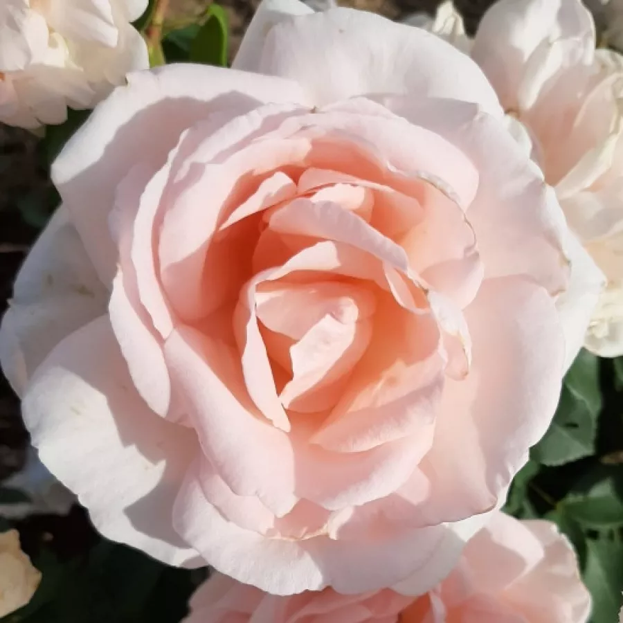 Róża o dyskretnym zapachu - Róża - Ville de Fontenay-aux-Roses - sadzonki róż sklep internetowy - online
