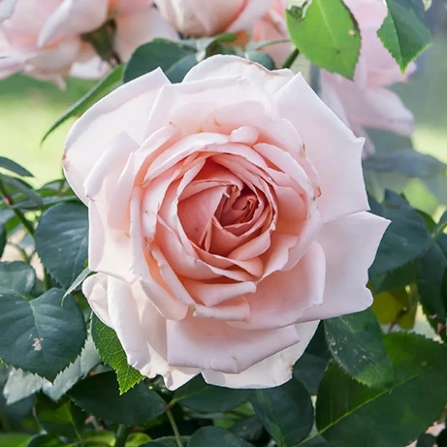 Hybrydowa róża herbaciana - Róża - Ville de Fontenay-aux-Roses - sadzonki róż sklep internetowy - online