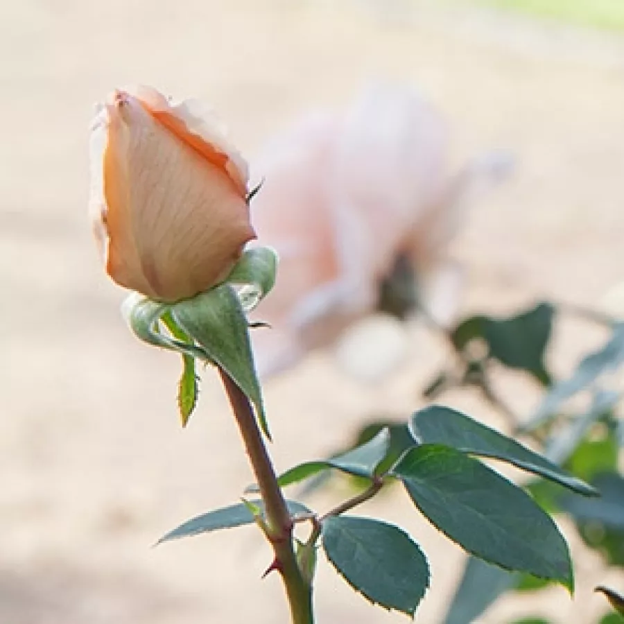 Róża o dyskretnym zapachu - Róża - Ville de Fontenay-aux-Roses - róże sklep internetowy