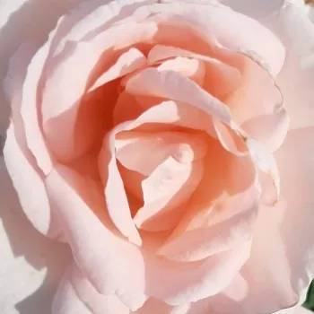 Rózsák webáruháza. - rózsaszín - Ville de Fontenay-aux-Roses - teahibrid rózsa - diszkrét illatú rózsa - ánizs aromájú - (80-100 cm)