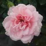 Rózsaszín - nosztalgia rózsa - Online rózsa vásárlás - Rosa Blush™ Winterjewel® - diszkrét illatú rózsa - édes aromájú