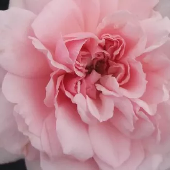 Rózsa rendelés online - rózsaszín - nosztalgia rózsa - Blush™ Winterjewel® - diszkrét illatú rózsa - édes aromájú - (80-90 cm)