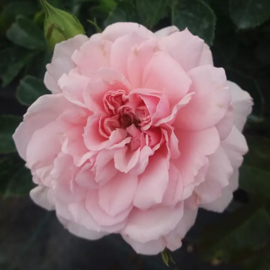 Nostalgična vrtnica - Roza - Blush™ Winterjewel® - Na spletni nakup vrtnice