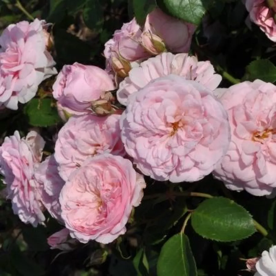 BOZbluswin - Roza - Blush™ Winterjewel® - Na spletni nakup vrtnice