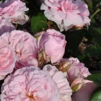 Rosa Blush™ Winterjewel® - roz - trandafiri pomisor - Trandafir copac cu trunchi înalt – cu flori tip trandafiri englezești