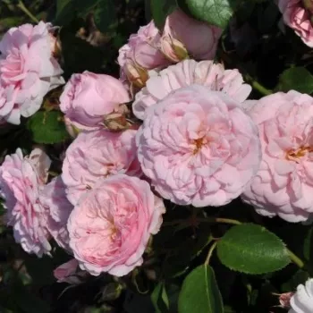 Világos rózsaszín - angolrózsa virágú- magastörzsű rózsafa  - diszkrét illatú rózsa - édes aromájú