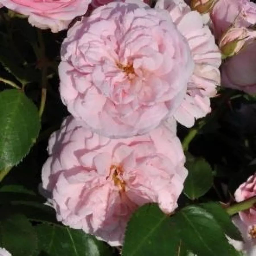 Trandafiri nostalgici - Trandafiri - Blush™ Winterjewel® - comanda trandafiri online