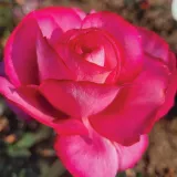 Hibridna čajevka - ruža diskretnog mirisa - aroma cimeta - sadnice ruža - proizvodnja i prodaja sadnica - Rosa Guignol - ružičasta