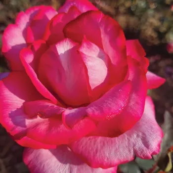 Ružičasta - hibridna čajevka - ruža diskretnog mirisa - aroma cimeta