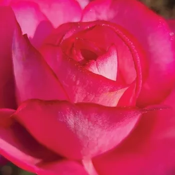 Krzewy róż sprzedam - hybrydowa róża herbaciana - róża o dyskretnym zapachu - cynamonowy aromat - Guignol - różowy - (80-100 cm)