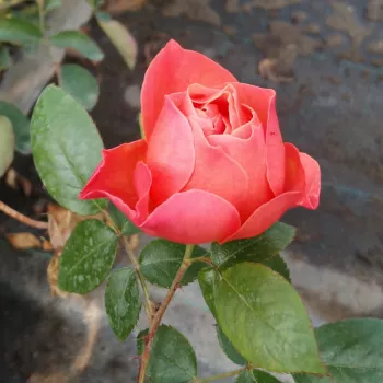LIVIN' EASY – narancs virágágyi floribunda rózsa - Harkness
