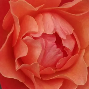 Rózsák webáruháza. - narancs - enyhe, visszafogott illatú rózsa - Livin' Easy - virágágyi floribunda rózsa - (100-140 cm)