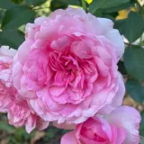 Rosa - rosales nostalgicos - rosa de fragancia discreta - melocotón - Rosa Du Châtelet - comprar rosales online