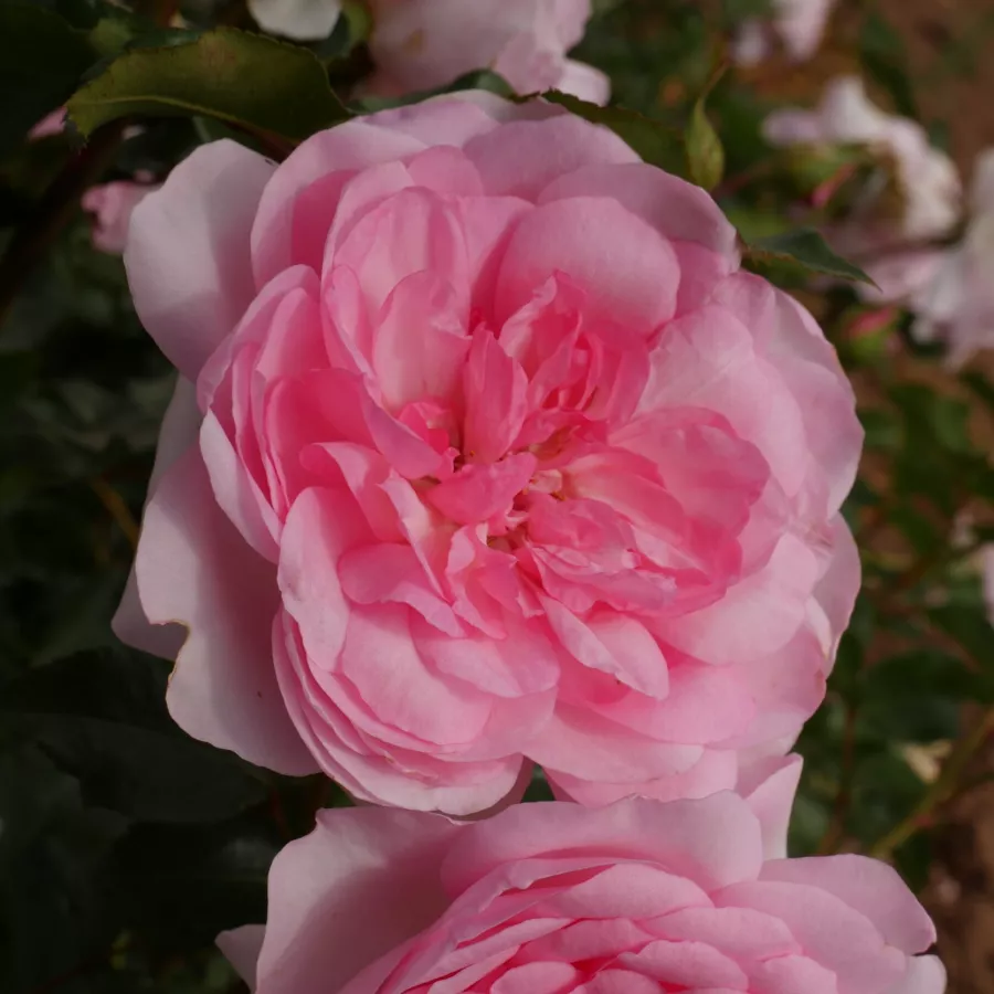 Nostalgična vrtnica - Roza - Du Châtelet - vrtnice online