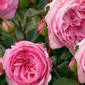 Rosa Du Châtelet - różowy - róża nostalgiczna