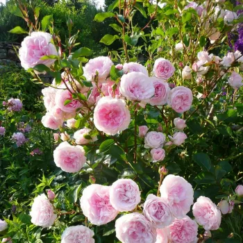 Rózsaszín - nosztalgia rózsa - diszkrét illatú rózsa - barack aromájú