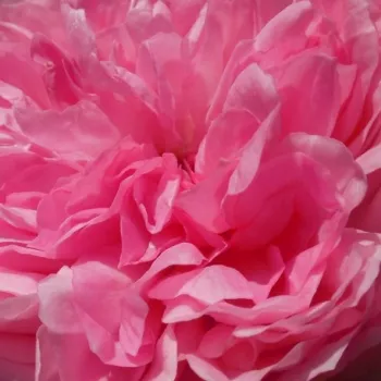 Rosen-webshop - rosa - nostalgische rose - rose mit diskretem duft - moschusmalvenaroma - Du Châtelet - (80-100 cm)