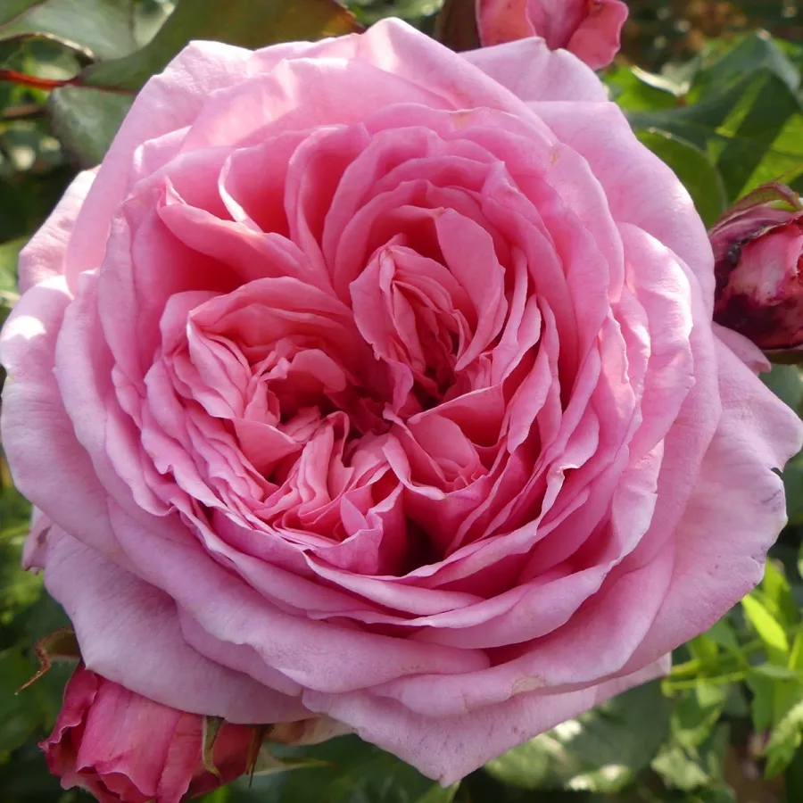 Różowy - Róża - Long Island - róże sklep internetowy