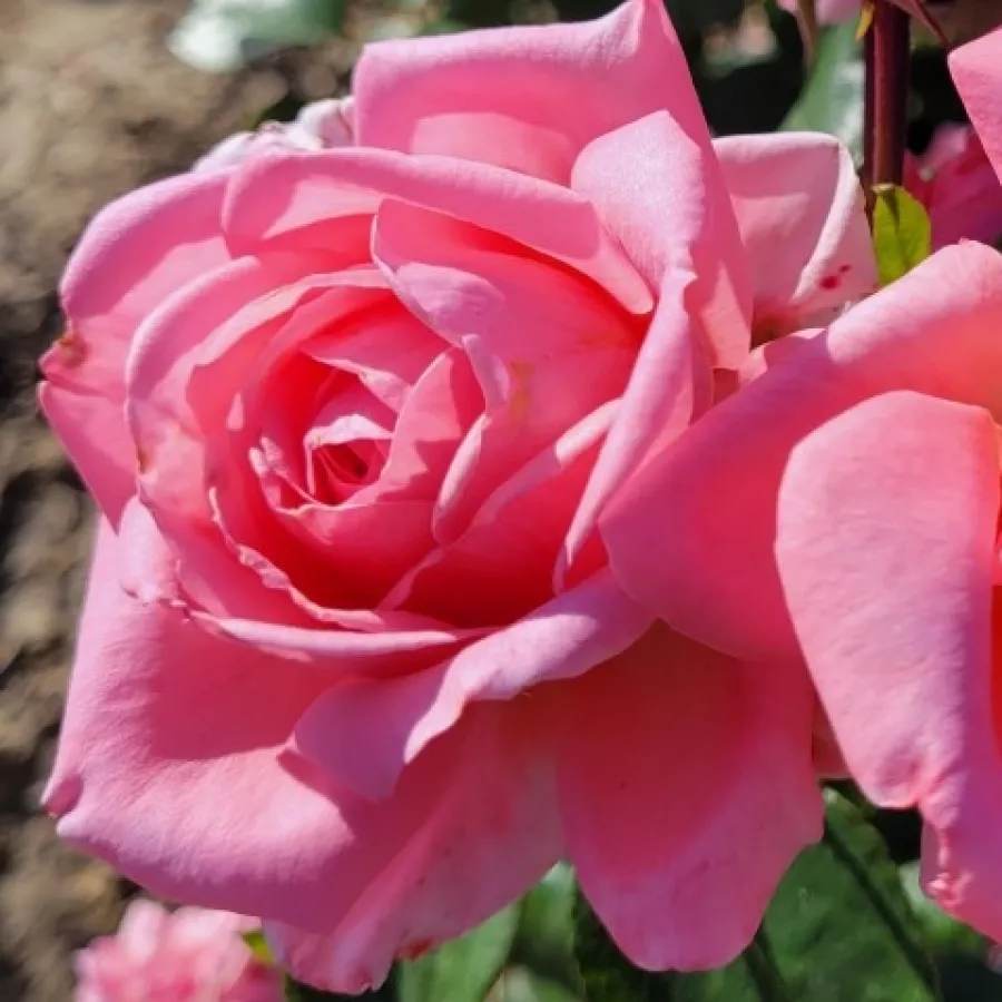 Climber, vrtnica vzpenjalka - Roza - Long Island - vrtnice - proizvodnja in spletna prodaja sadik