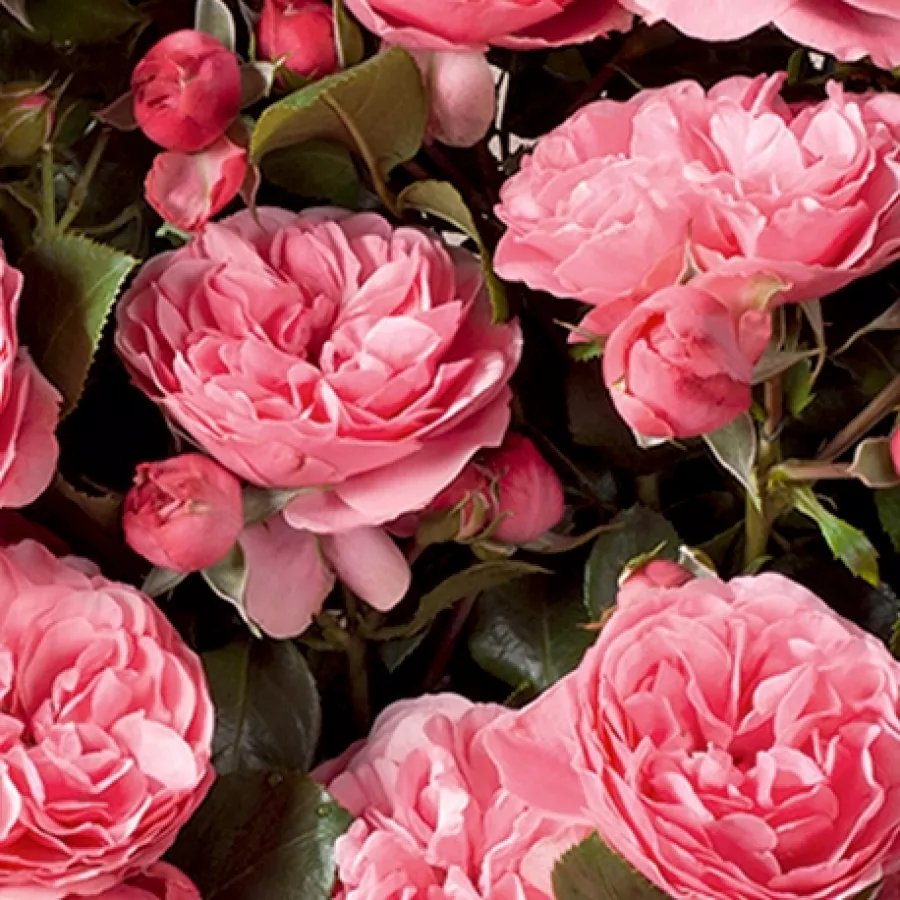 Rozetkowy - Róża - Long Island - sadzonki róż sklep internetowy - online