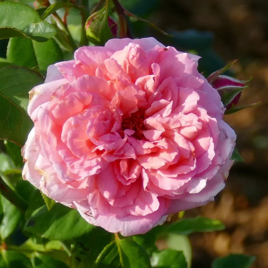 Bukietowe - Róża - Long Island - sadzonki róż sklep internetowy - online