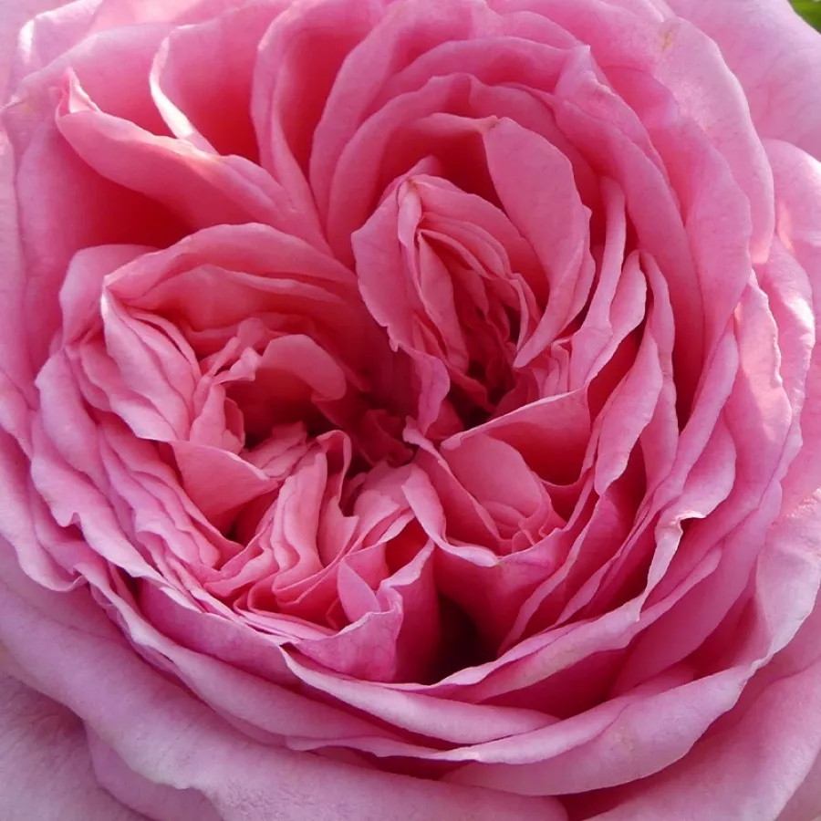 Rozettás - Rózsa - Long Island - online rózsa vásárlás