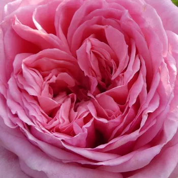 Online rózsa vásárlás - rózsaszín - climber, futó rózsa - intenzív illatú rózsa - -- - Long Island - (250-300 cm)