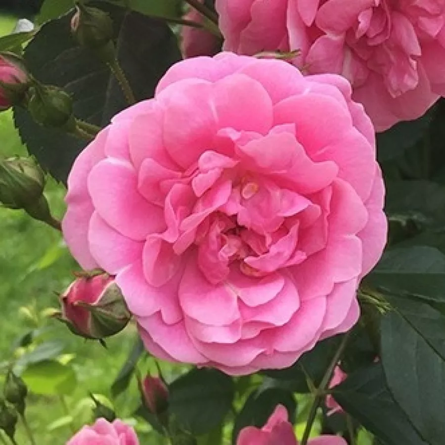 Ružičasta - Ruža - Adalinalu - naručivanje i isporuka ruža
