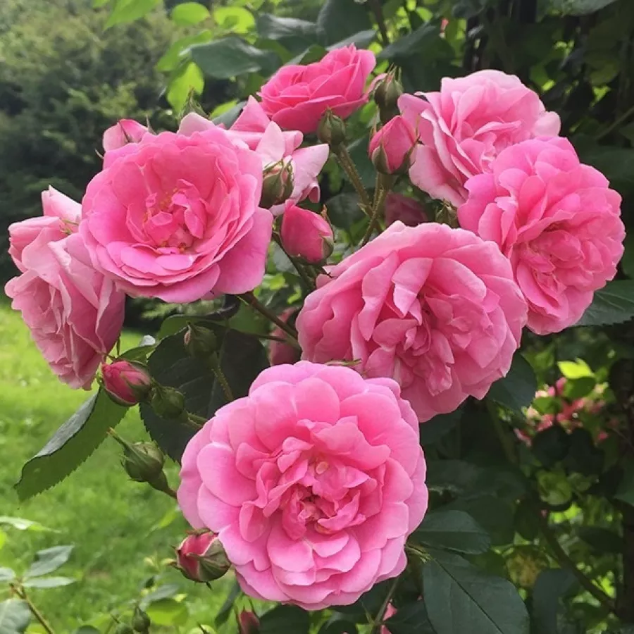 Climber, vrtnica vzpenjalka - Roza - Adalinalu - vrtnice online