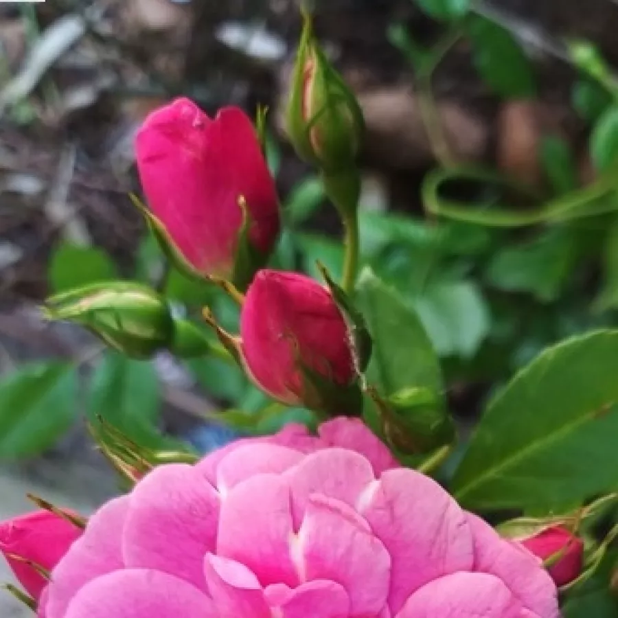 Filiżankowy - Róża - Adalinalu - sadzonki róż sklep internetowy - online