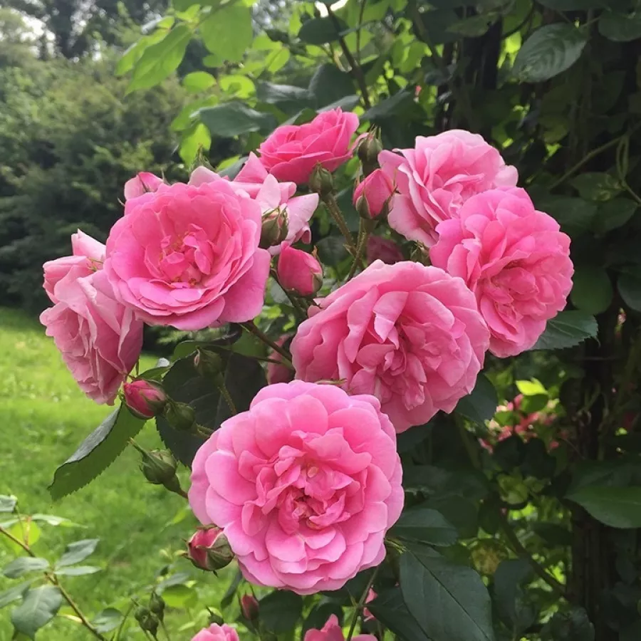 Tömvetelt virágú - Rózsa - Adalinalu - online rózsa vásárlás