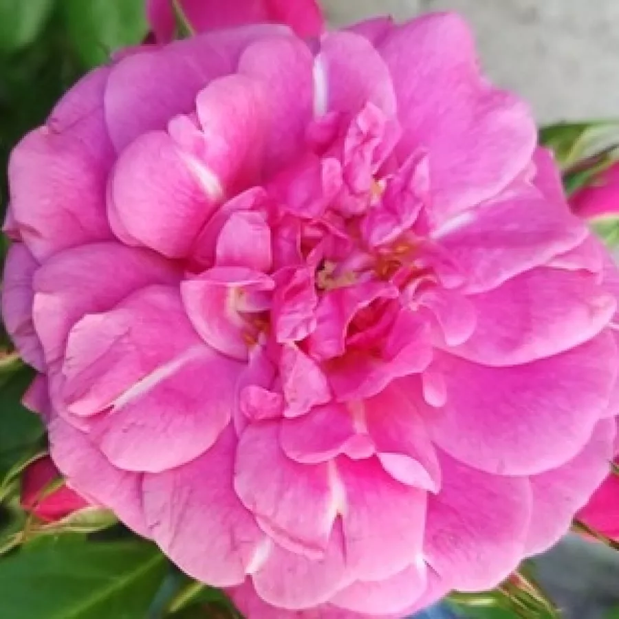 Csésze - Rózsa - Adalinalu - online rózsa vásárlás