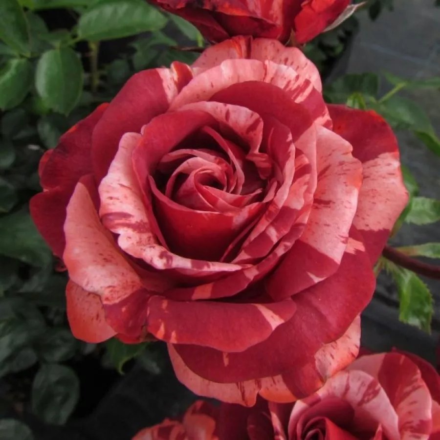 Jarko crveno - bijela - Ruža - Chocolate Ripples - naručivanje i isporuka ruža