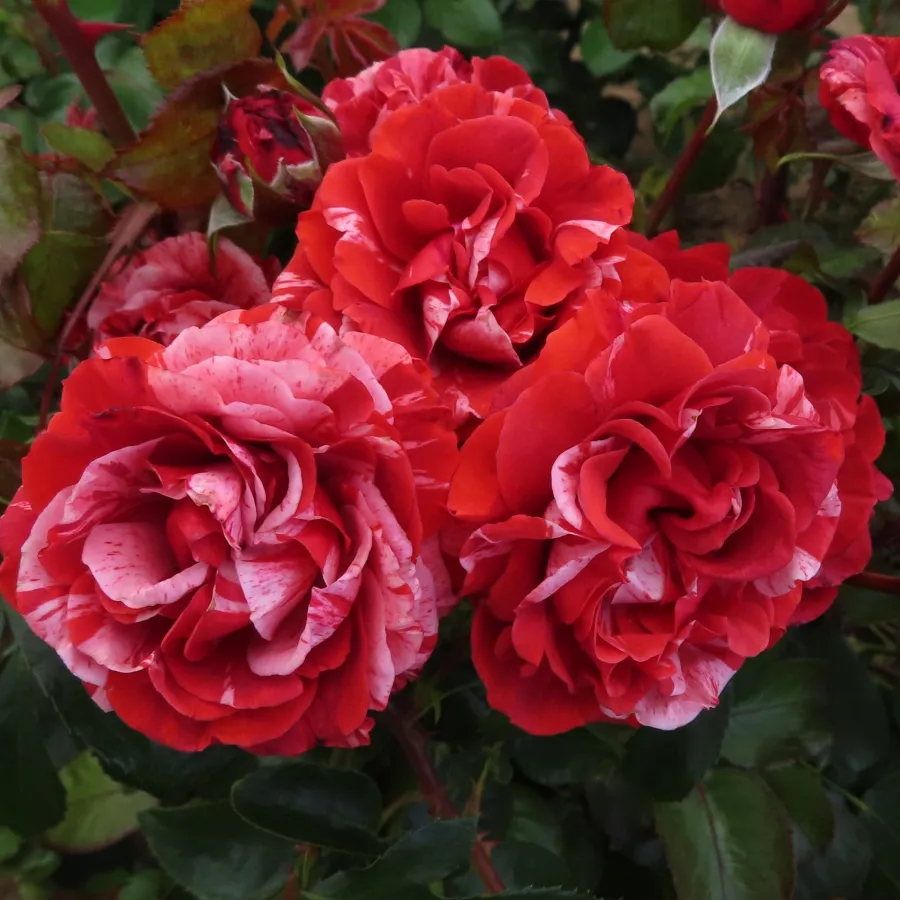 Climber, vrtnica vzpenjalka - Roza - Chocolate Ripples - vrtnice - proizvodnja in spletna prodaja sadik